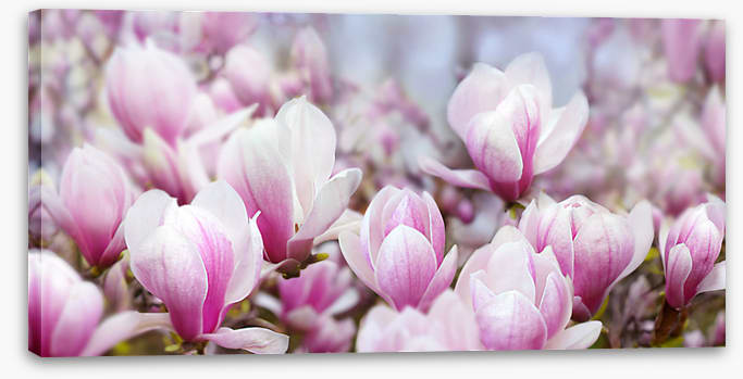 Magnolia mist