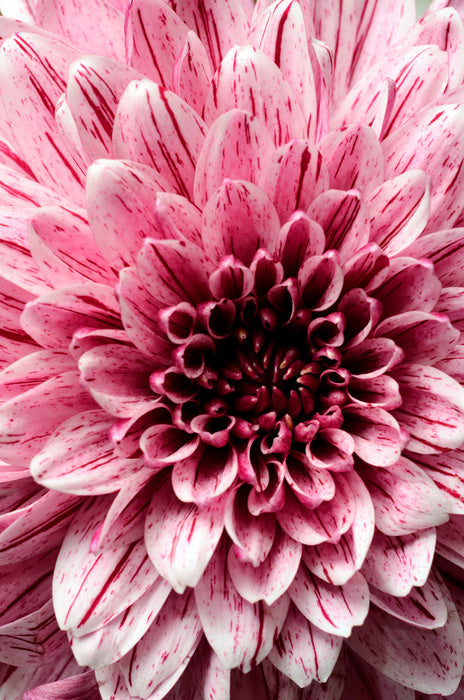 Burst into bloom 2
