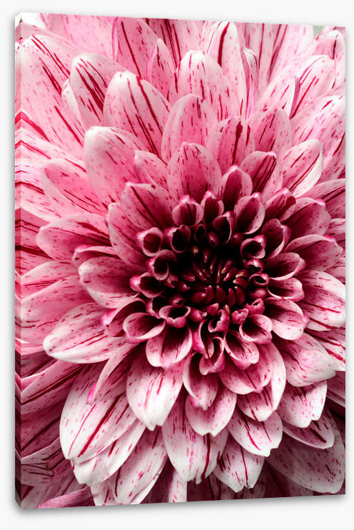 Burst into bloom 2