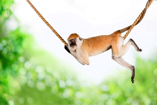 Monkey swing