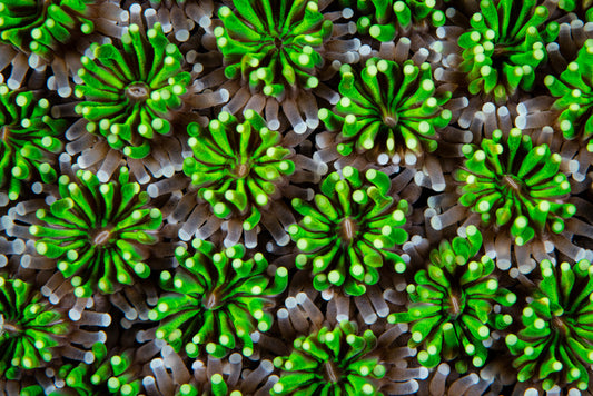 Green galaxea