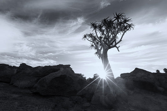 Quiver tree sunburst