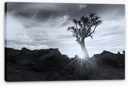 Quiver tree sunburst