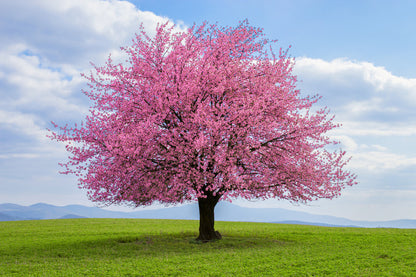 Solitary spring