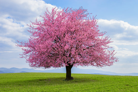 Solitary spring