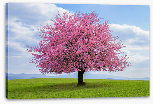Solitary spring