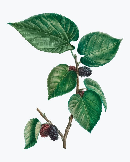 Vintage mulberries
