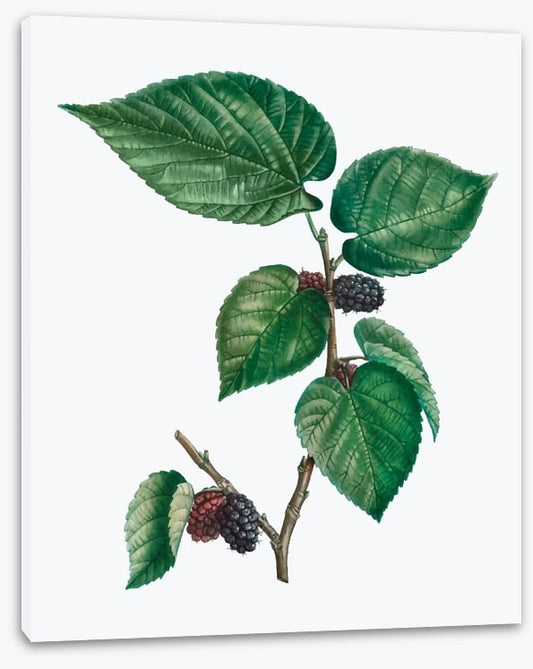 Vintage mulberries