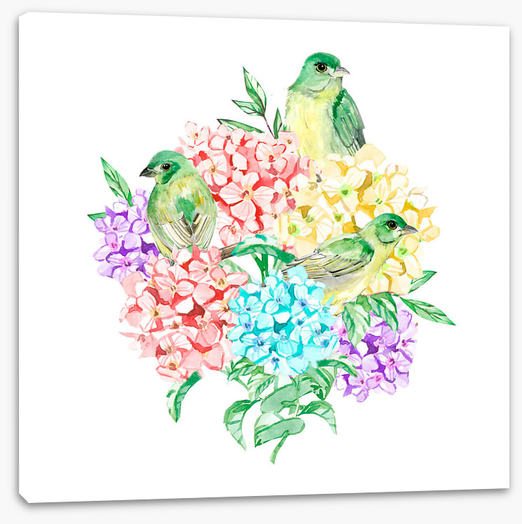 Birds