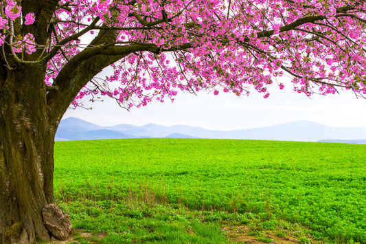 Below the blossom
