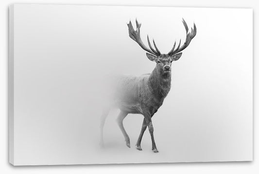Deer from the mist