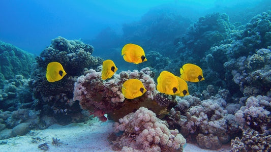 Butterflies of the reef