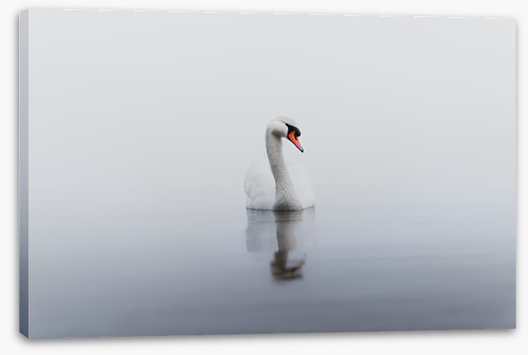 Lonely swan