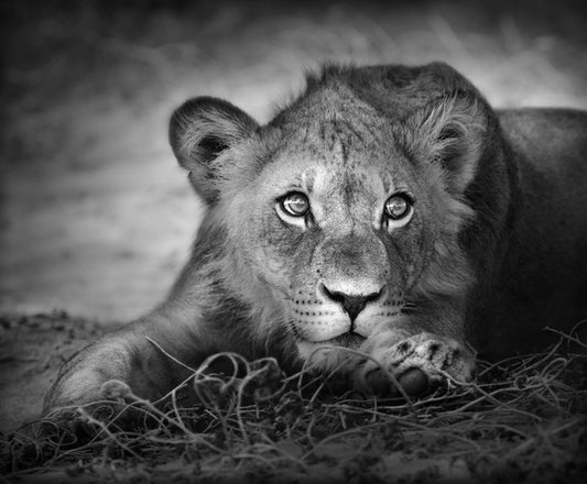 The young lion