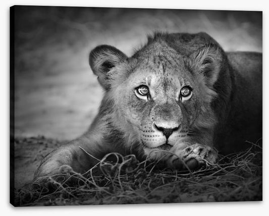 The young lion