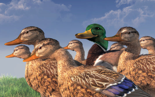 Birds