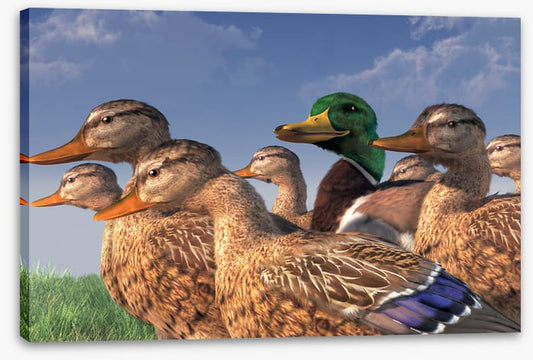 Birds