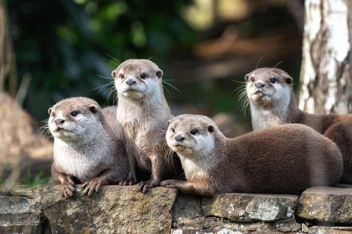 Mammals