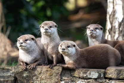 Mammals