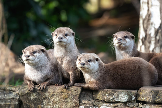 Mammals