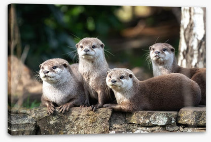 Mammals