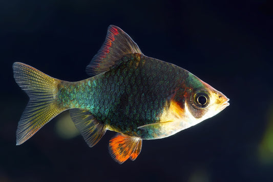 Fish / Aquatic