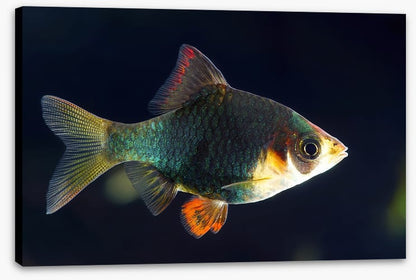 Fish / Aquatic