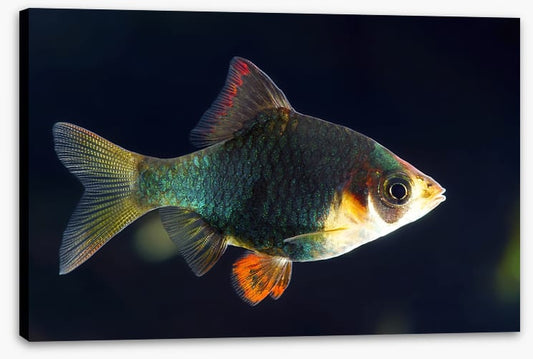 Fish / Aquatic