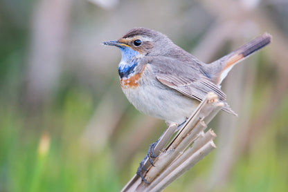 Bluethroat balance