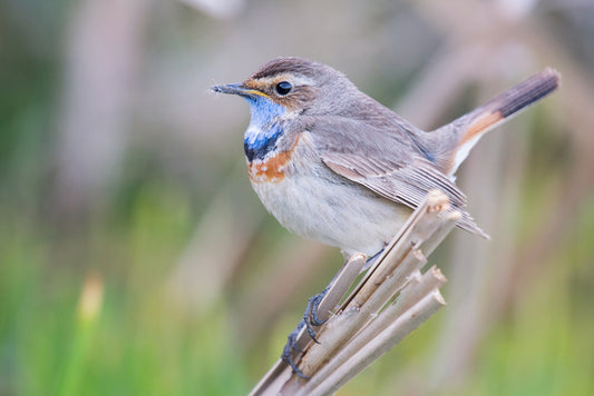 Bluethroat balance
