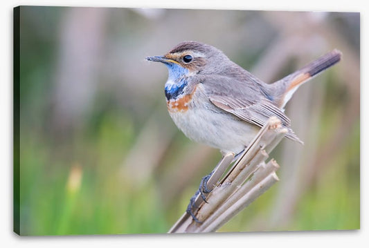 Bluethroat balance