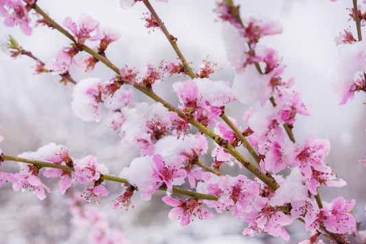 Snow blossom branch