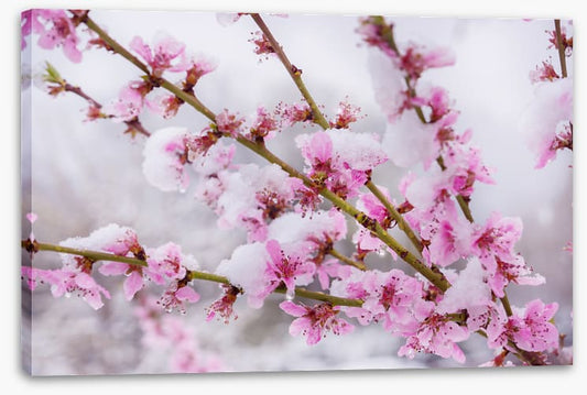 Snow blossom branch