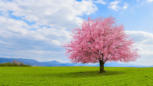 Blossom alone