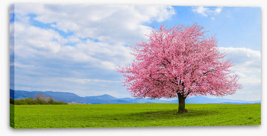 Blossom alone