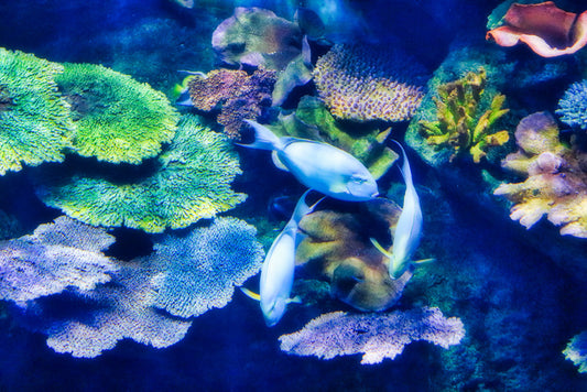 Underwater