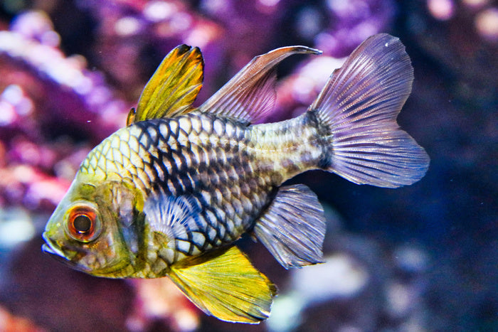 Fish / Aquatic