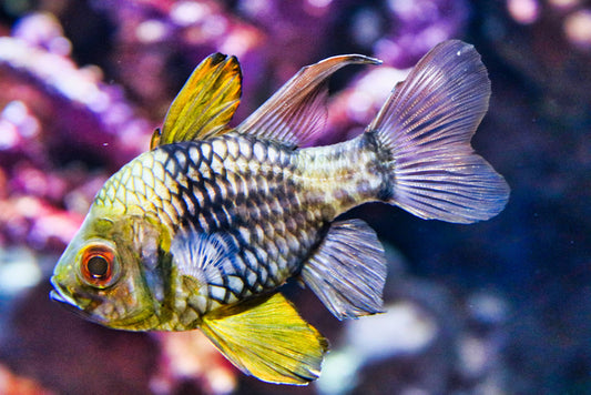 Fish / Aquatic