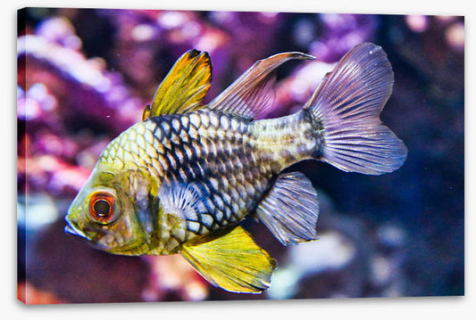 Fish / Aquatic