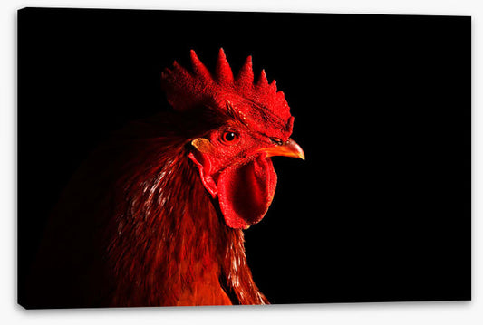 Rooster in red