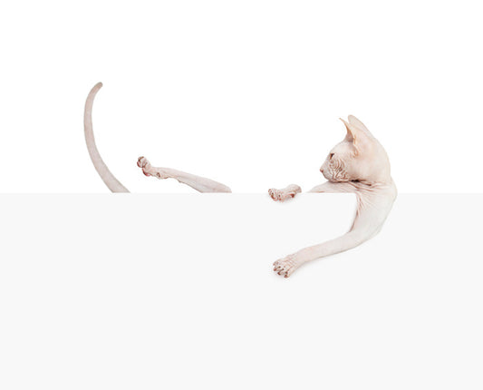 Mammals