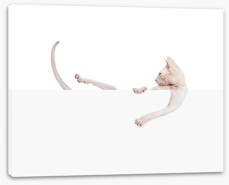 Mammals