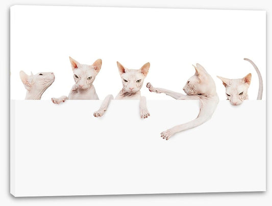 Mammals