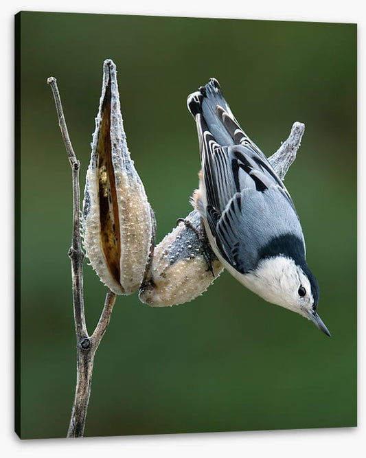 Nuthatch perched
