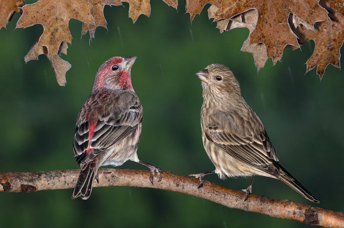 Birds