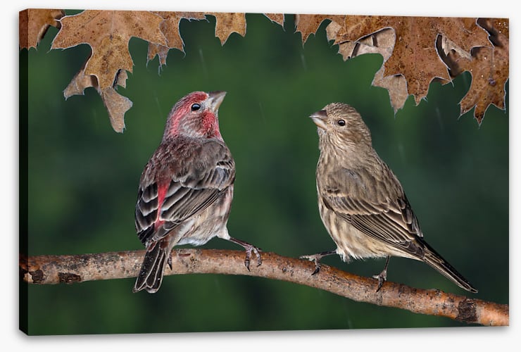 Birds