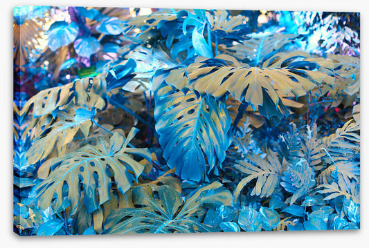Monstera blues