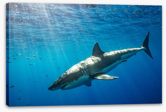 Sunbeam shark