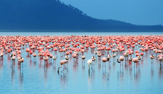 Flamingo lake