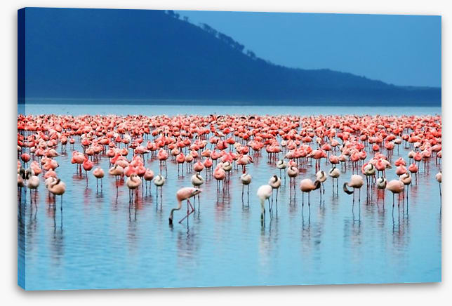 Flamingo lake